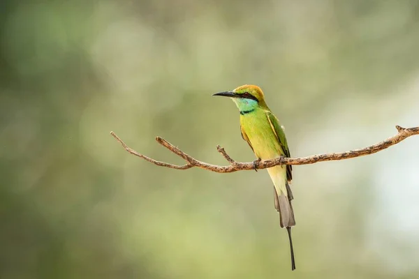 Der Blauschwanzbienenfresser Merops Philippinus Der Auf Zweigen Hockt Farbenfroher Vogel — Stockfoto