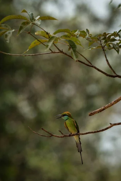 Abelha Comedor Cauda Azul Merops Philippinus Poleiro Ramo Pássaro Colorido — Fotografia de Stock