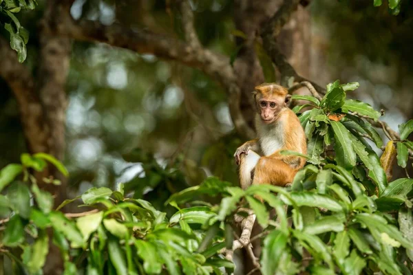 Los Monos Toque Macaque Macaca Sinica Son Grupo Monos Del —  Fotos de Stock