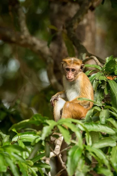 Toque Macaque Macaca Sinica Maymunları Hindistan Yaşayan Ağaçta Oturan Maymun — Stok fotoğraf