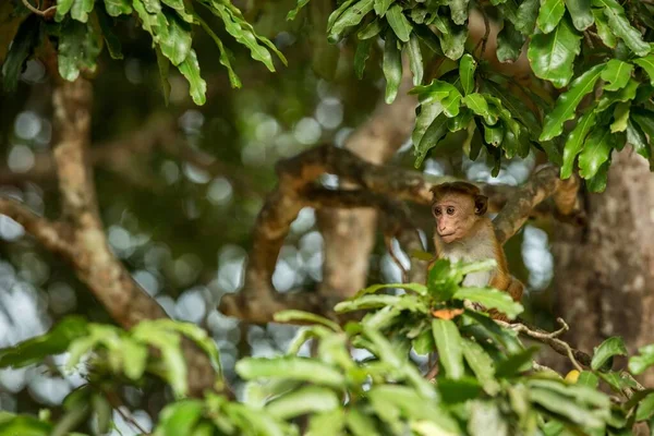 Los Monos Toque Macaque Macaca Sinica Son Grupo Monos Del —  Fotos de Stock