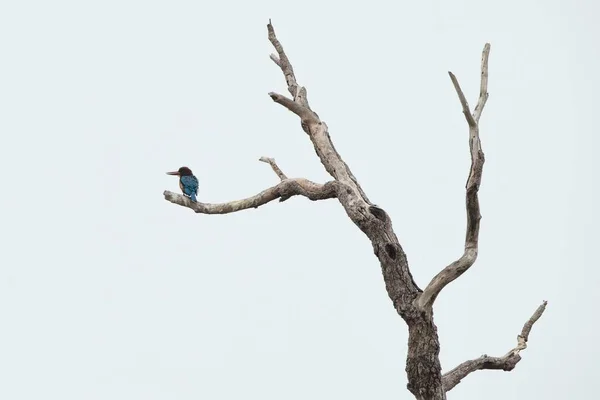 Martín Pescador Garganta Blanca Posa Sobre Árbol Muerto Sin Hojas —  Fotos de Stock