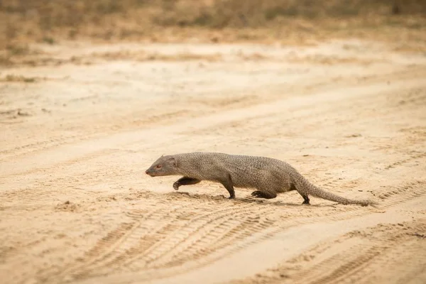 Mangouste Rousse Herpestes Smithii Sur Route Dans Parc National Yala — Photo