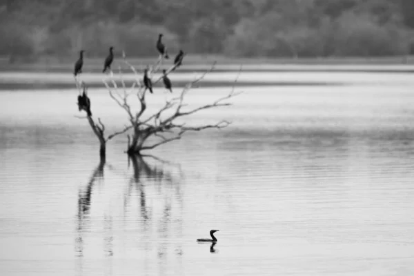Κορμοράνοι Και Anhingas Σκαρφαλώνουν Νεκρό Δέντρο Στη Λίμνη Σμήνος Πτηνών — Φωτογραφία Αρχείου