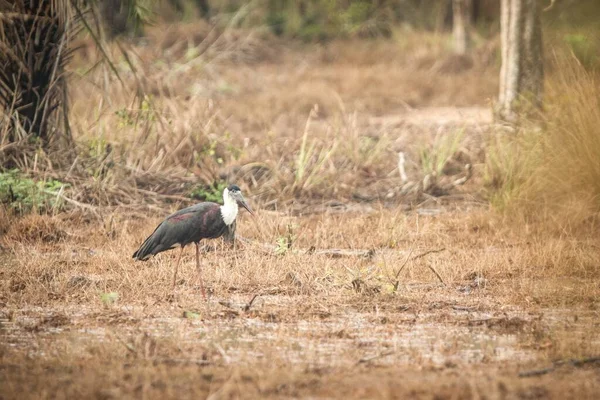 森の中の草原 自然生息地の大きな鳥 ヤラ国立公園 スリランカ 黒と白の鳥 エキゾチックなバードウォッチング — ストック写真