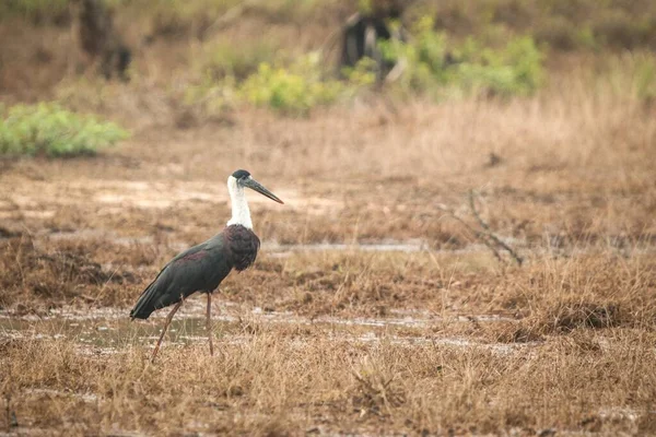 woolly-necked stork or whitenecked stork (Ciconia episcopus), stands on meadow in forest, big bird in natural habitat, Yala National Park, Sri Lanka, black and white bird, Exotic birdwaitching