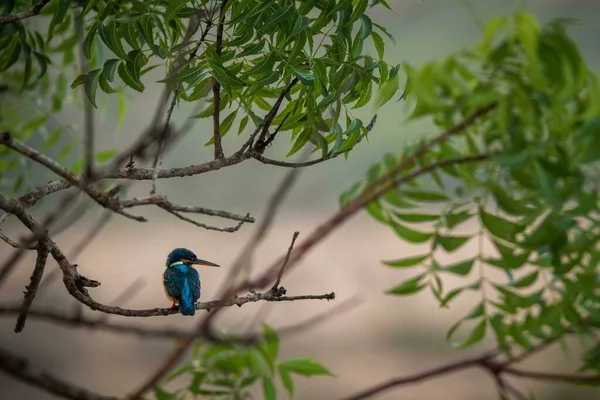 Common Kingfisher Alcedo Atthis — Stock Photo, Image