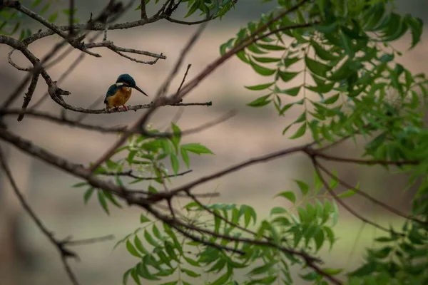 Common Kingfisher Alcedo Atthis — Stock Photo, Image