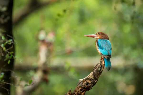 Sri Lankan White Throated Kingfisher Perching Tree Trunk Nead Water — Stock Photo, Image