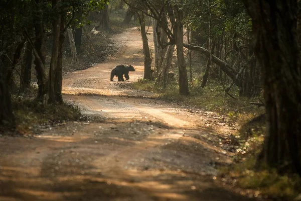 Närbild Vilda Sengångare Björn Melursus Ursinus Korsar Vägen Wilpattu Nationalpark — Stockfoto