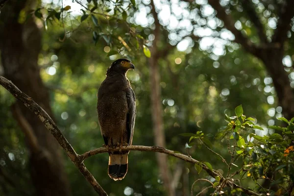 スリランカのウィルパッツ国立公園の木にちりばめられた蛇のワシの肖像画 クローズアップ写真 アジアのエキゾチックな鳥 黄色の目で獲物の美しい鳥 背景に熱帯雨林 — ストック写真