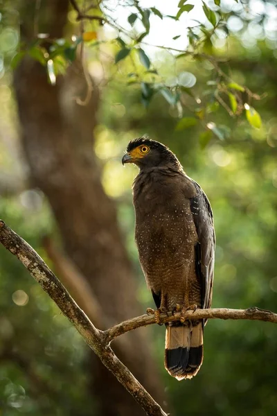 Portrait of crested Serpent Eagle perched in tree in Wilpattu National Park in Sri Lanka, close up photo, exotic birding in Asia, beautiful bird of prey with yellow eyes, tropical forest in background