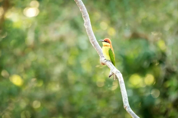 Comedor Abelhas Cabeça Castanha Merops Leschenaulti Poleiro Ramo Wilpattu Sri — Fotografia de Stock