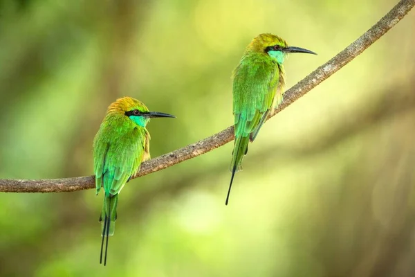 Two blue-tailed bee-eater (Merops philippinus) perching on branch, colorful bird on clear background, Yala National Park,Sri Lanka,tropical rainforest, bird in natural environment,bird couple