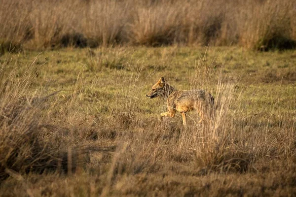 Χρυσό Τσακάλι Canis Aureus Στο Γρασίδι Σρι Λάνκα Ασία Όμορφη — Φωτογραφία Αρχείου