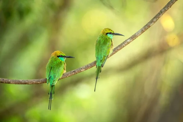 Two Blue Tailed Bee Eater Merops Philippinus Perching Branch Colorful — Stock Photo, Image