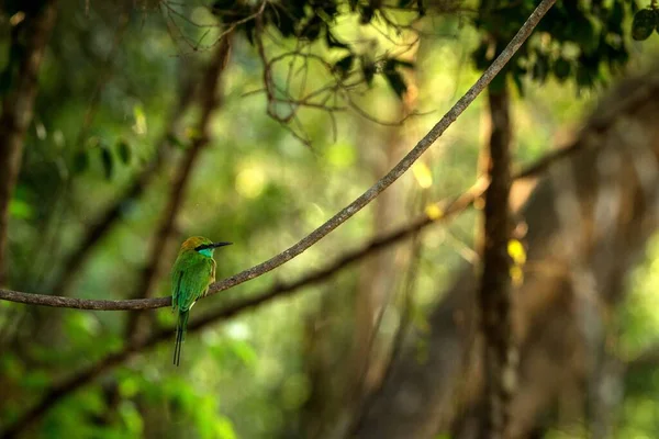 Blue Tailed Bee Eater Merops Philippinus Perching Branch Colorful Bird — Stock Photo, Image