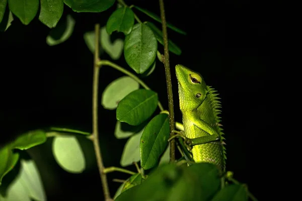 Grüne Garteneidechse Sinharaja Regenschutzgebiet Sri Lanka Reptil Wird Nachts Garten — Stockfoto