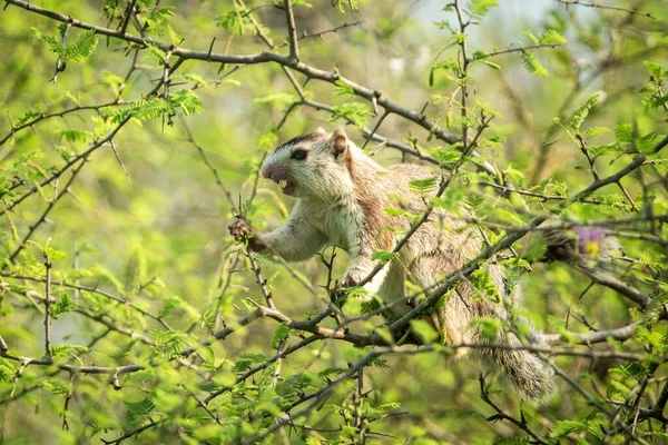 Écureuil Palmier Indien Nourrissant Arbres Dans Parc National Wilpattu Sri — Photo