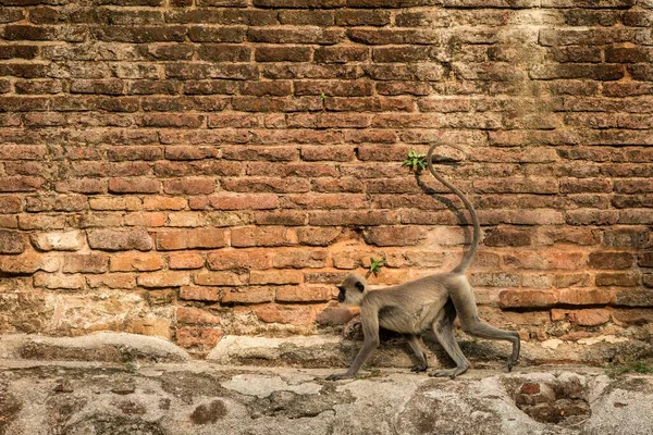 Langue Grise Langue Sacrée Langue Indienne Langue Hanumane Dans Ville — Photo