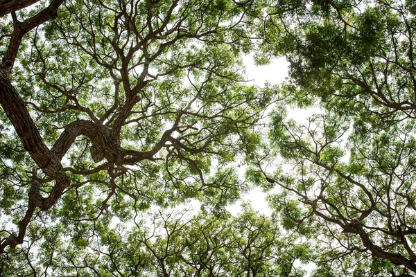 An upward view of tree canopy in the tropical forest, Sri Lanka, exotic adventure in Asia, green leaves, background, Upper Branches Of Tree With Fresh Green Foliage