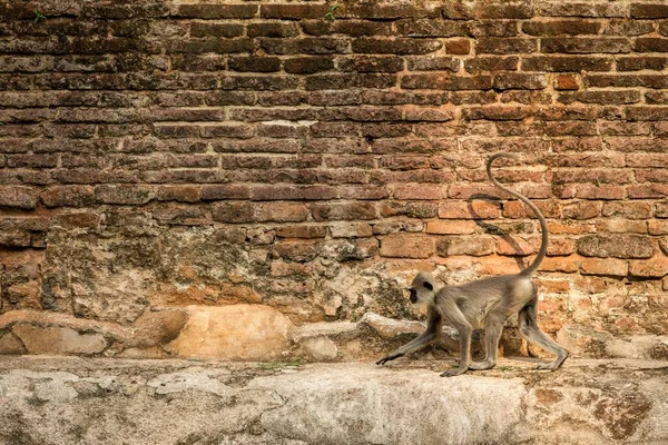 Llangurs Abu Abu Langurs Suci Langurs India Atau Langurs Hanuman — Stok Foto