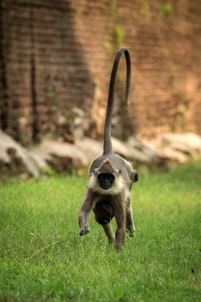 Llangurs Abu Abu Langurs Suci Langurs India Atau Langurs Hanuman — Stok Foto