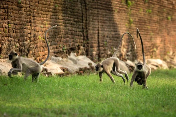 Llangurs Abu Abu Langurs Suci Langurs India Atau Langurs Hanuman — Stok Foto