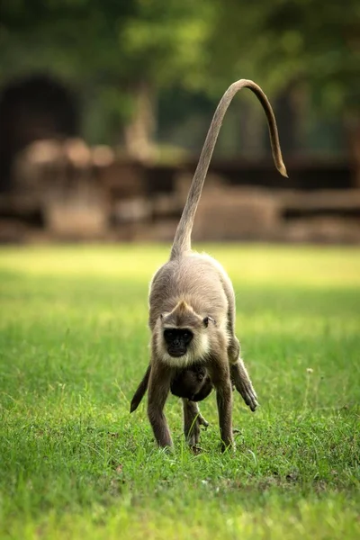 Llangurs Abu Abu Langurs Suci Langurs India Atau Langurs Hanuman — Stok Foto