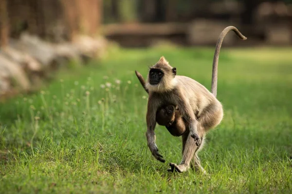 Llangurs Abu Abu Langurs Suci Langurs India Atau Langurs Hanuman — Stok Foto