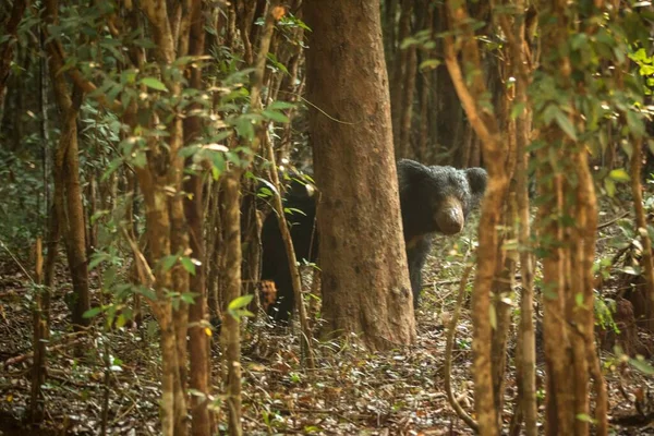 Зблизька Дикий Ведмідь Melursus Ursinus Ведмідь Тропічному Лісі Національний Парк Стокове Фото