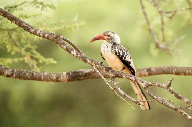 Güney Sarı gagalı Hornbill (Tockus leucomelas) Chobe Ulusal Parkı, Botswana, arka planda yeşil yapraklı büyük gagalı kuş, Afrika 'da safari, egzotik macera gezisi