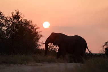Güneş doğarken büyük güzel bir filin silueti, vahşi hayvan, safari oyunu, eko seyahat ve turizm, Zimbabve, doğal ortamda memeli, Afrika vahşi yaşamı, yükselen güneşi olan fil.