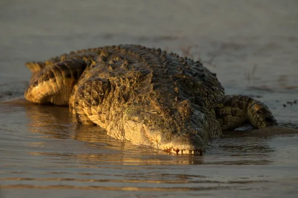 Portrait Nile Crocodile Crocodylus Niloticus Riverbank Last Light Day Kruger — Stock Photo, Image