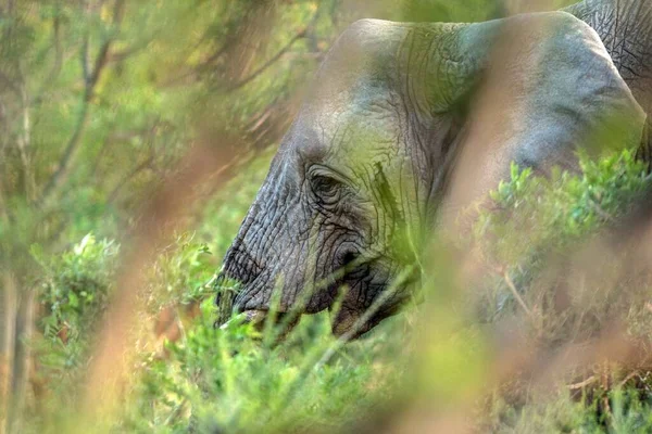 거대하고 아름다운 코끼리의 사파리 드라이브 크루거 남아프리카 공화국의 환경에서의 포유류 — 스톡 사진