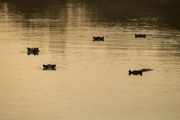 Μέρει Βυθισμένος Ιπποπόταμος Hippopotamus Amphibius Ιπποπόταμος Μάτια Και Αυτιά Του — Φωτογραφία Αρχείου