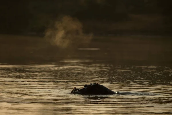 Μέρει Βυθισμένος Ιπποπόταμος Hippopotamus Amphibius Ιπποπόταμος Μάτια Και Αυτιά Του — Φωτογραφία Αρχείου