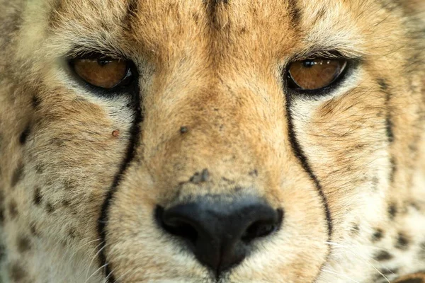 Pionowe Kolorowe Zdjęcie Bliska Portret Geparda Acinonyx Jubatus Greater Kruger — Zdjęcie stockowe