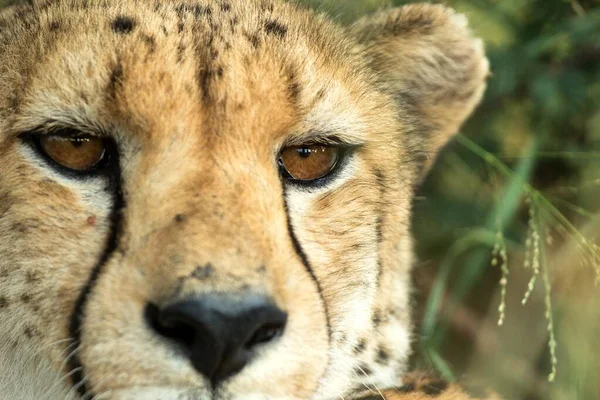 Pionowe Kolorowe Zdjęcie Bliska Portret Geparda Acinonyx Jubatus Greater Kruger — Zdjęcie stockowe