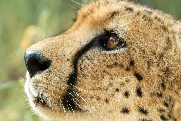 Portrait Vertical Couleur Guépard Acinonyx Jubatus Parc Transfrontalier Grand Kruger — Photo