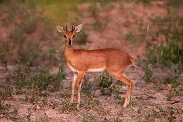 Steenbok - Raphicerus campestris, Afrika savanından küçük güzel antilop ve çalılar, Etosha Ulusal Parkı, Namibya, Afrika 'nın vahşi doğası 