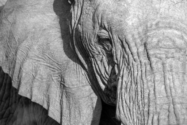 Portrait Big Beautiful Elephant Black White Wild Animal Safari Game — Stock Photo, Image