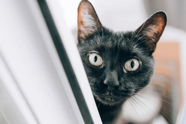 Zwarte koele kat gluurt door het raam. Stockafbeelding