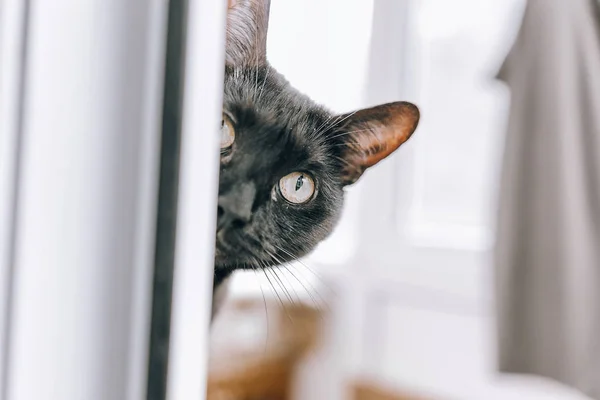 Black cool cat peeps through the window. — Stock Photo, Image