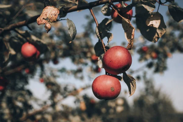 Beautiful twig with red not big apples.