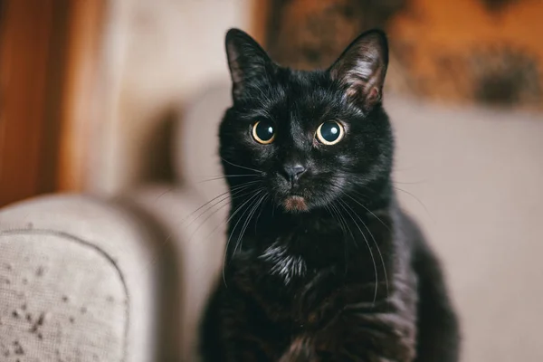 Zaskoczony piękny czarny kot z zielonymi oczami na sofie lnianej — Zdjęcie stockowe