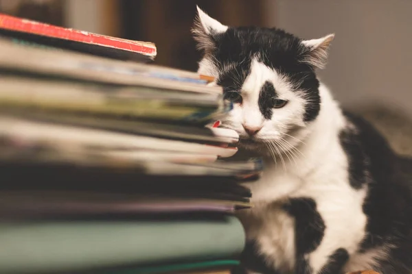 Gato preto e branco triste sábio com uma pilha de livros . — Fotografia de Stock