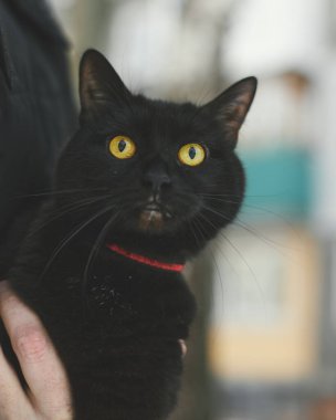 Binanın tepesinde yatan siyah bir kedi.