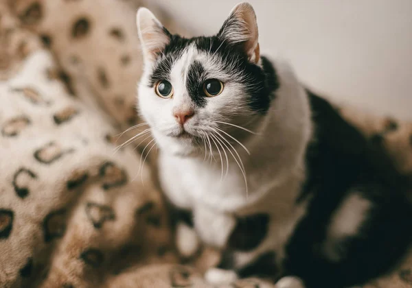 Chat Noir Blanc Assis Sur Un Plaid Leopard Et Regarde Gris Animal Domestique Stock Photo Chat Noir Blanc Assis Sur Un Plaid Leopard Et Regarde Gris Animal Domestique Stock Photo