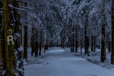 Thüringen Ormanı boyunca Rennsteig boyunca ilk küçük kış yürüyüşü - Oberhof / Almanya